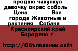 продаю чихуахуа девочку,окрас соболь › Цена ­ 25 000 - Все города Животные и растения » Собаки   . Красноярский край,Бородино г.
